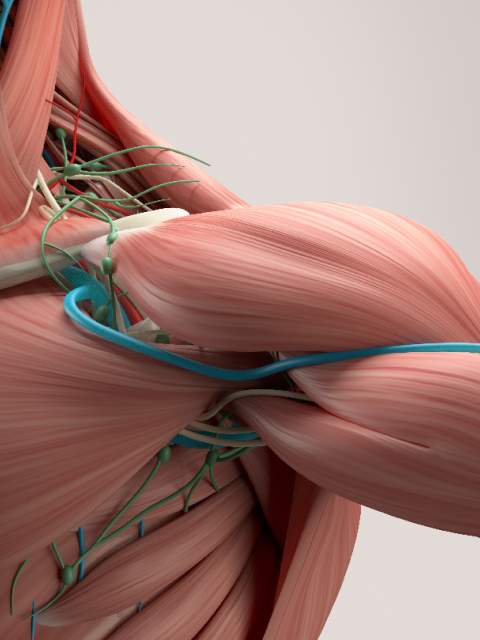 Guía de manejo en lesiones musculoesqueleticas | medPoint